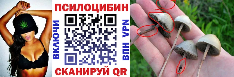 что такое наркотик  Ленинск  Псилоцибиновые грибы Psilocybe 